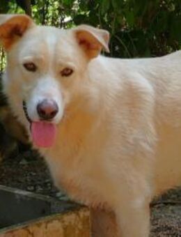 Broghi sucht sein Zuhause - Fronreute