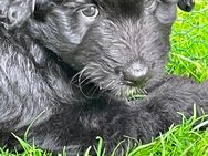 Aussiedoodle in geeignete Hände abzugeben