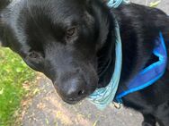 Labrador Mischling sucht ein für immer Zuhause - Hildesheim