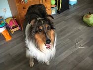 American Collie Rüde sucht liebevolles Zuhause - Warmensteinach