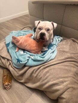 Hund abzugeben - Hamburg
