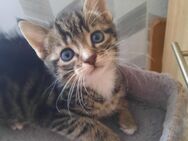 2 süße Babykatzen ( Jungen) - Oberkochen