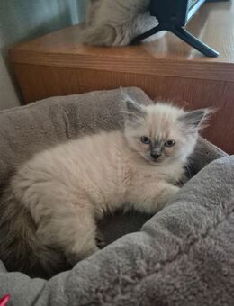 Blue point/ Perser kitten - Mönchsdeggingen