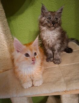 Maine Coon Kitten - Dahmen