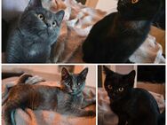 (Der Preis gilt für beide Geschwister zusammen)Heilige Birma/BKH MIX Kitten, noch 1 Kater & 1 Katze - Gelsenkirchen
