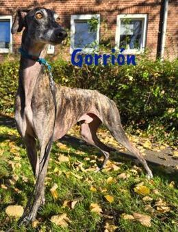 Gorrión sucht Galgo-Liebhaber 10/20 ESP - Ruppertsecken