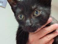 Baby Katze - Wallerfangen