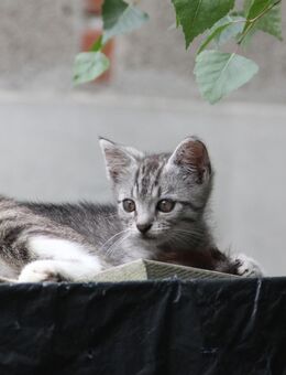 Kätzchen Kitten Katzenbaby - Kirchberg (Sachsen)