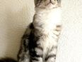 Schmusekatze in 92702