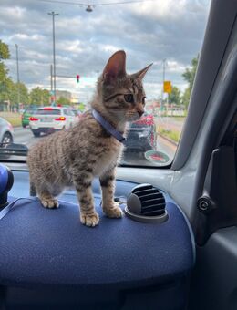 Kleiner Kater abzugeben - Bremen