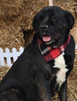 Red - Liebenswerter, gutmütiger Rüde - Berlin