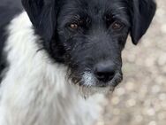Poppy, unsere Frohnatur - Elsdorf (Nordrhein-Westfalen)