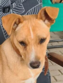 Hundejunge JERRY - Gefrees