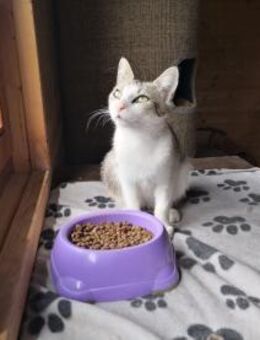 Elegante Pia sucht Dich! - Walluf