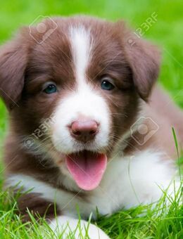 Wir suchen eine border collie Hündin - Heinsberg Zentrum