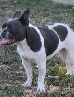 Lily - stammt von einem Vermehrer - Süderbrarup