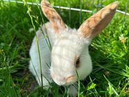 Verkaufe Kaninchen 10 Wochen alt - Ruhland