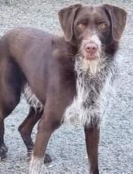 Aston kommt aus schlechter Haltung - Wöllstadt