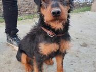 Dino 💗 neugieriger, aktiver Terrierbub! - Hamburg