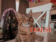 Tigerlady DOLSI sucht Zuhause - Langenhagen