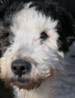 schüchterner PIPO sucht sicheres Umfeld - Kallmünz