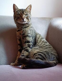 für lieben Tiger einen Kuschelplatz - Augsburg