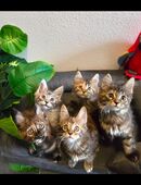 Maine Coon Kitten suchen ihr Königreich in 91757