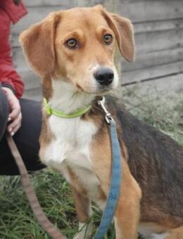 MONDAY - menschenbezogen, sanft - Linden (Hessen)