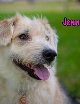 Jenny4 liebe kleine Wuschelhündin 01/18 - Ruppertsecken