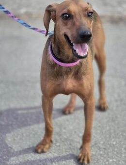 Clevere, kleine Puppa - Hückelhoven