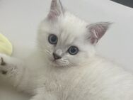 Noch ein Bkh kitten abzugeben - Gelsenkirchen