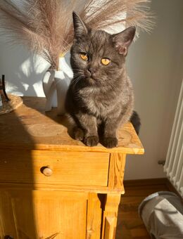 BKH Katze Braun - Reutlingen