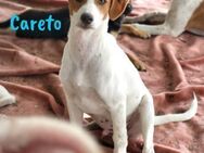 Careto verspielter kleiner Welpe 2/25 ES - Ruppertsecken