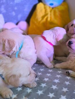 Golden Retriever / Labrador Retriever Welpen - Großbreitenbach