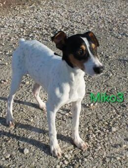 Miko3 sanft,verspielt 04/25 ESP - Ruppertsecken