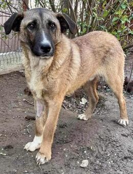 Freundlicher und verträglicher Yarik - Koblenz