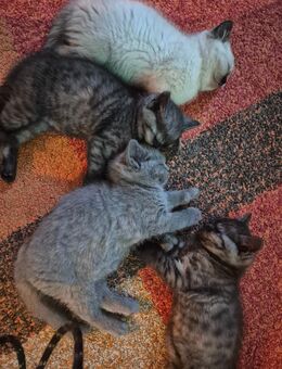 Bkh kitten reinrassig - Rhede