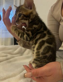 Reinrassige Bengal Kitten - Laufach