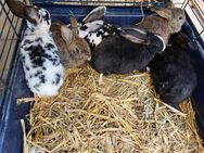 Mittel große Kaninchen - Warmsen