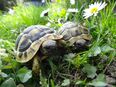 Griechische Landschildkröten in 40882
