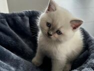 Anmut in Fell und Herz: Britisch Kurzhaar Kätzchen suchen ein Zuhause voller Liebe und Geborgenheit! - Oberboihingen