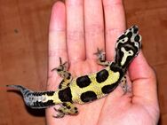 Leopardgecko Weibchen - Calbe (Saale)