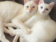 Katzen Khao Manee - Kornwestheim