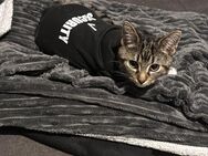 Liebevoller junger Kater - Stadtlohn