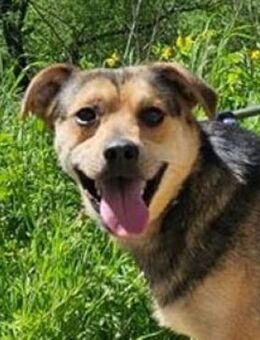 TINA will doch nur ein Zuhause - Gefrees