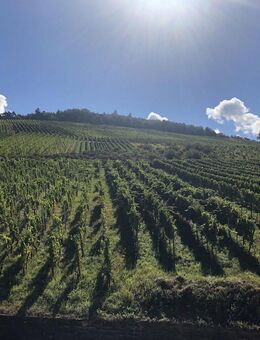 Rebland mit Rheintalblick - Baden-Baden
