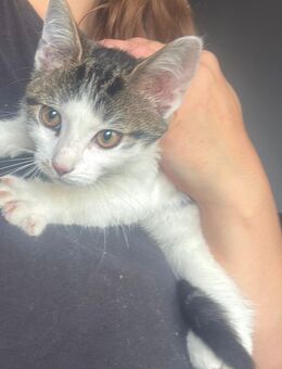 Katze weibchen - Berlin