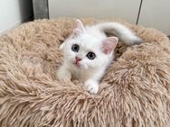BKH Kitten mit Stammbaum in silver-shaded-point - Menden (Sauerland)