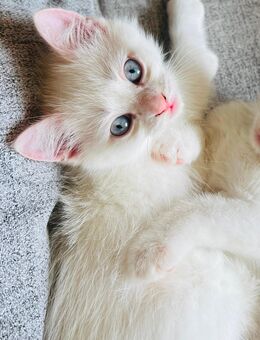 Wunderschöne Kitten - Herne