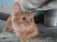 Main coon kitten mit stammbaum - Pfungstadt